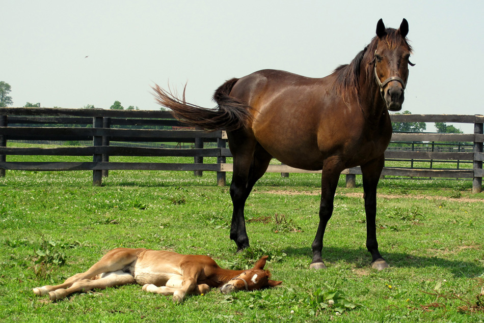 horse-and-foal-1.jpg