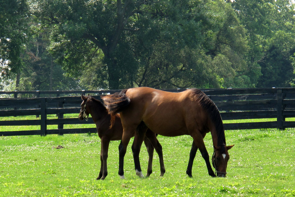 horse-and-foal-2.jpg