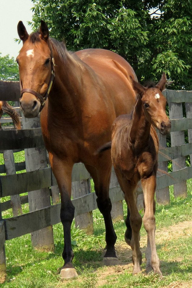 horse-and-foal-4.jpg