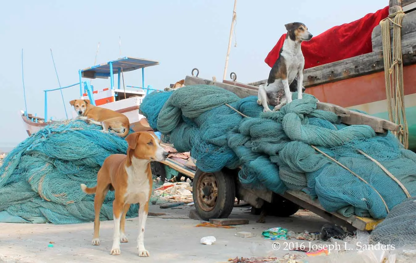 Dogs with Fishing Nets - Koliwada - Mumbai4.jpg