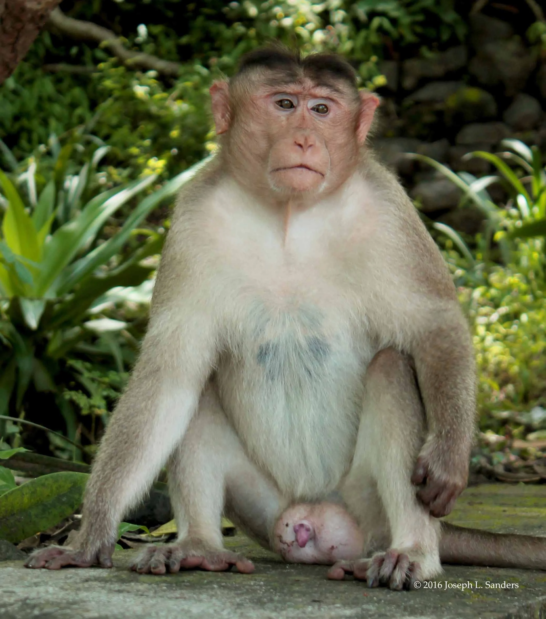 Monkey - Elephanta Is - Mumbai10.jpg