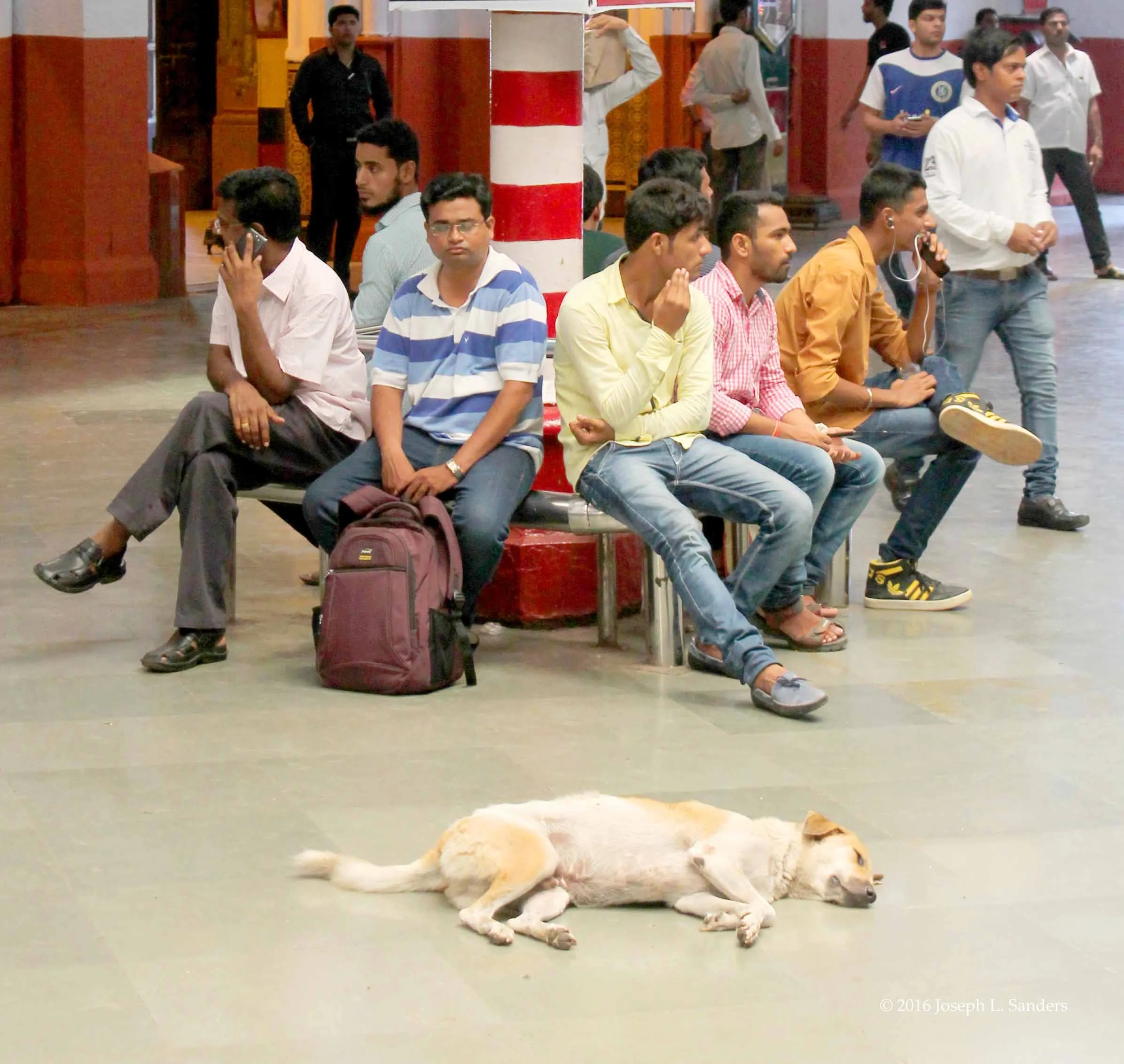 Sleeping Dog - C S Terminus - Mumbai14.jpg