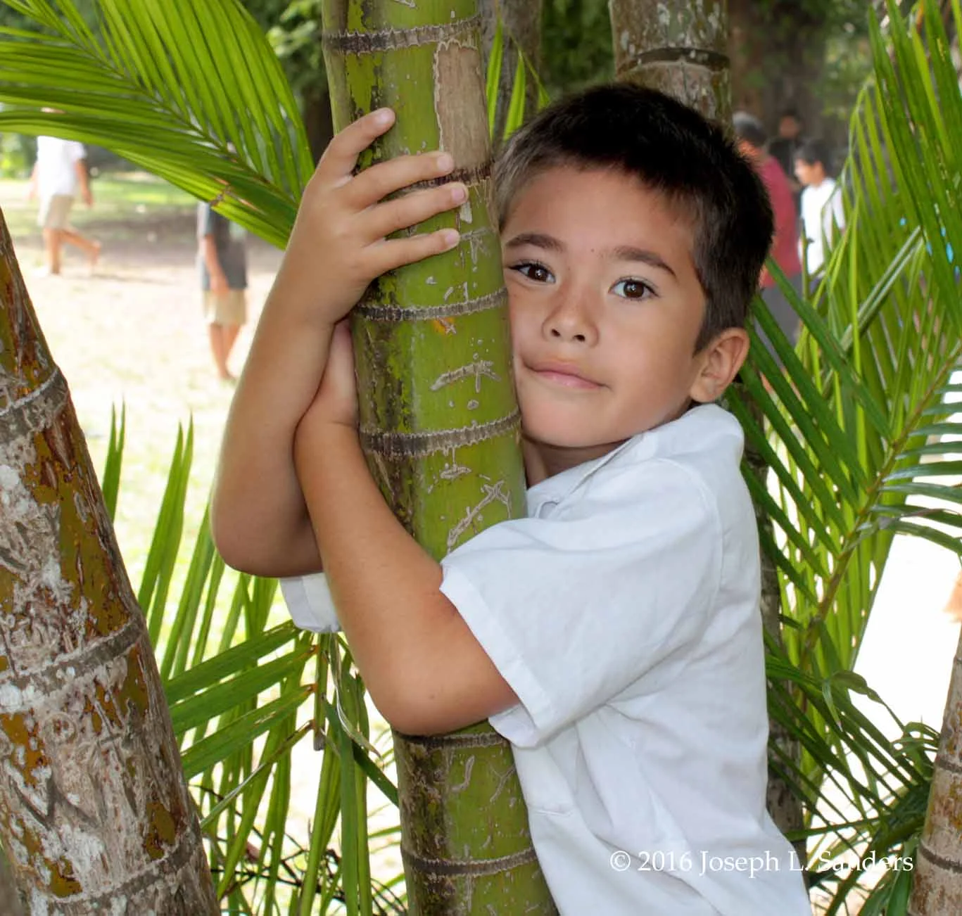 Boy in Palm Tree - Rarotonga - Cook Islands