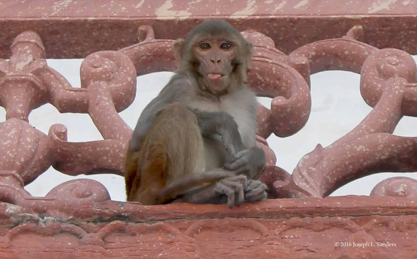 Cheeky Monkey - Agra Fort - Agra