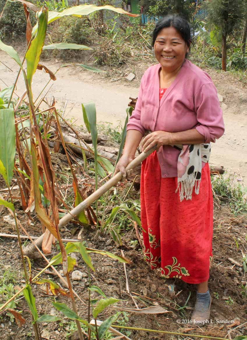 Woman Weeding - Glenburn - Darjeeling20.jpg