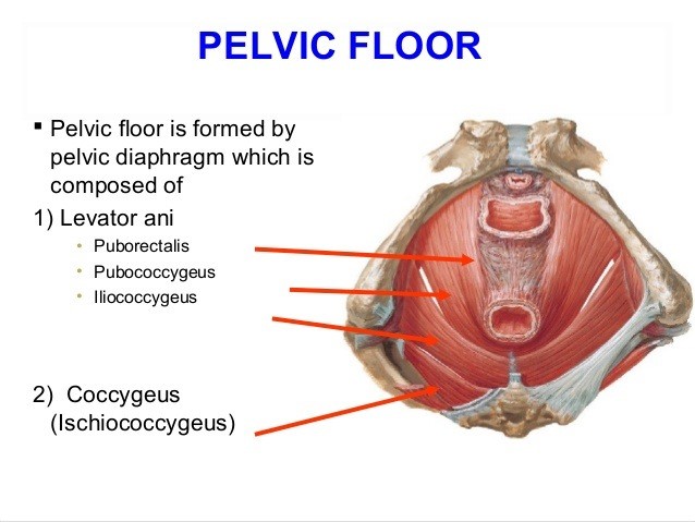 Pelvic floor muscles