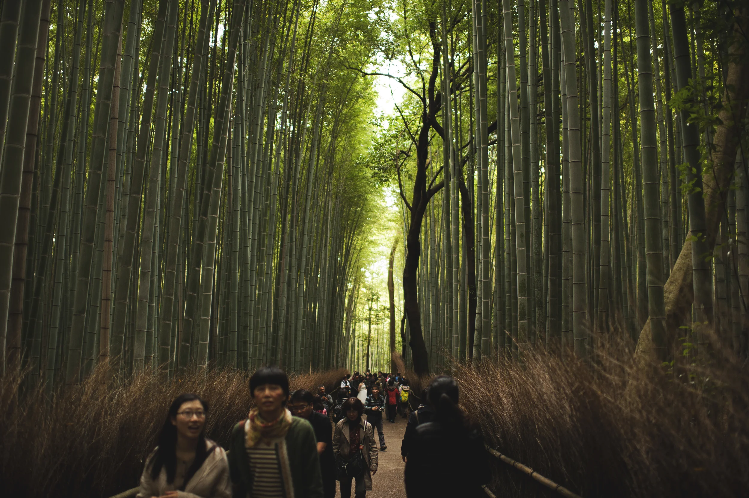 Kyoto, Japan (Arashiyama Bamboo Grove)