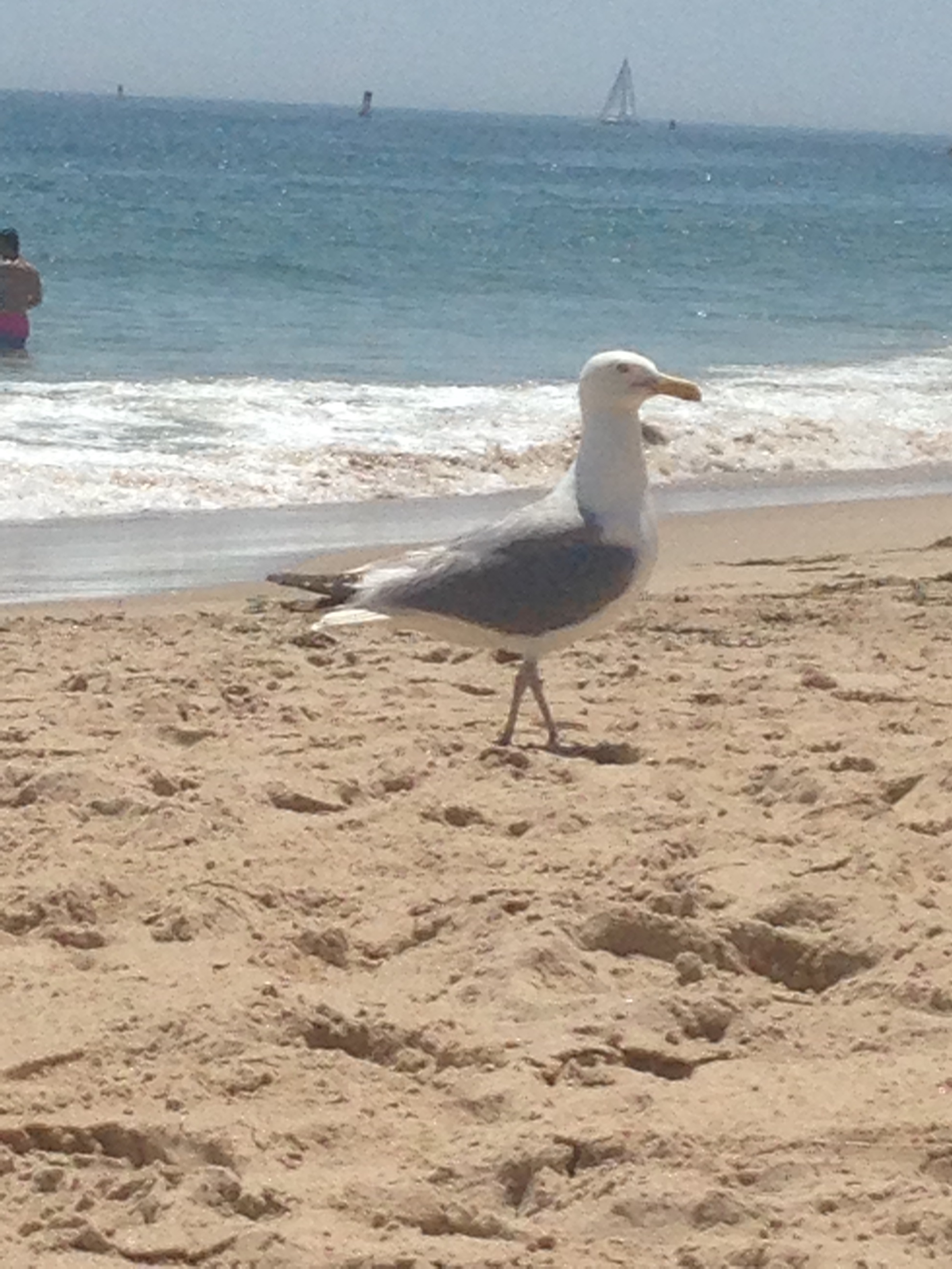 This guy ate my sandwich! But notice the beautiful water in the background! 