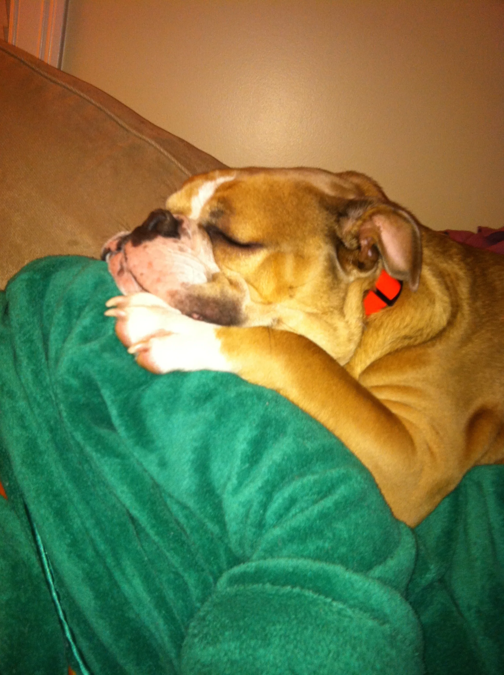 Harley sleeping on the green robe!