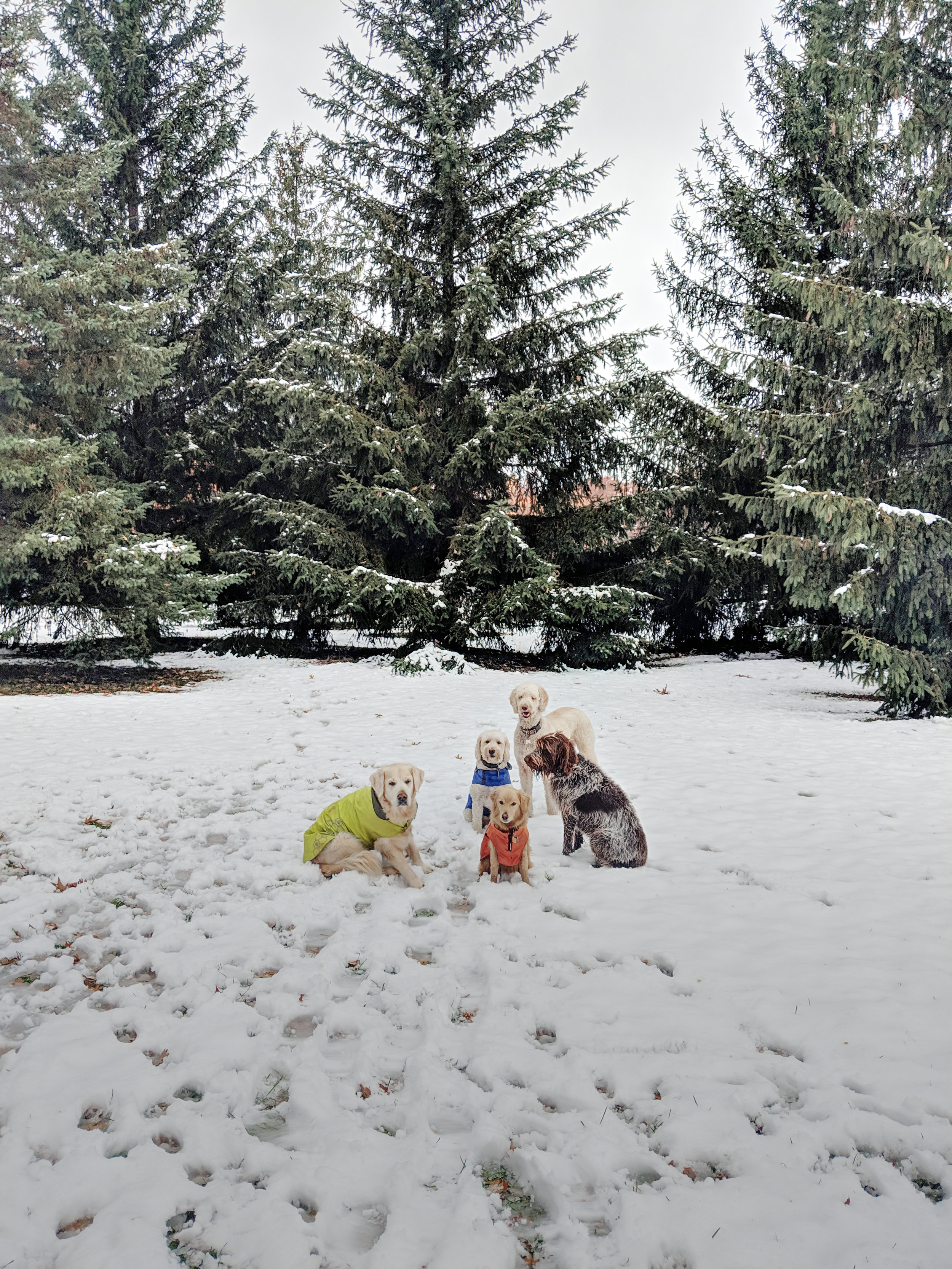 kirstie's dog walking service