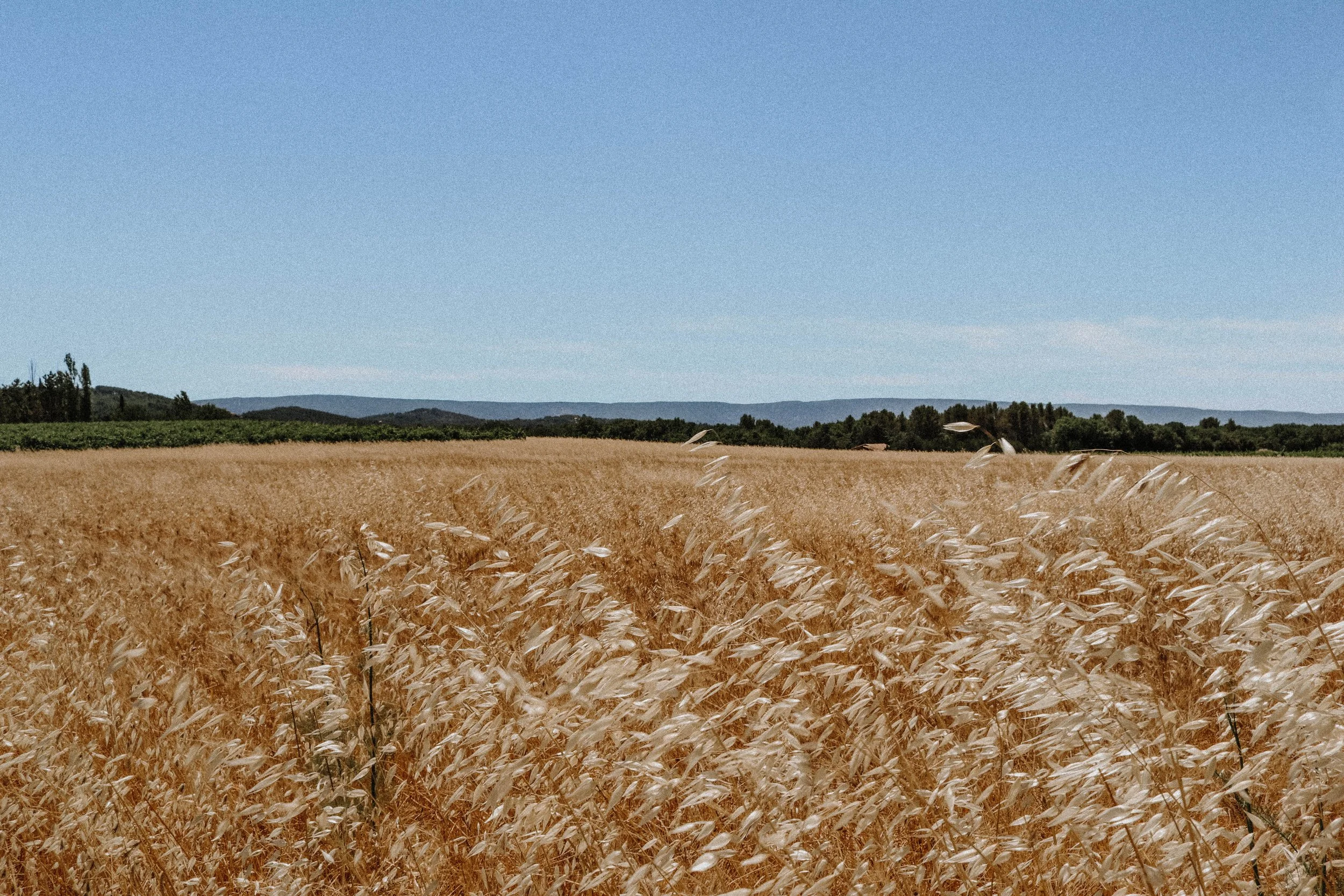 Golden Provence