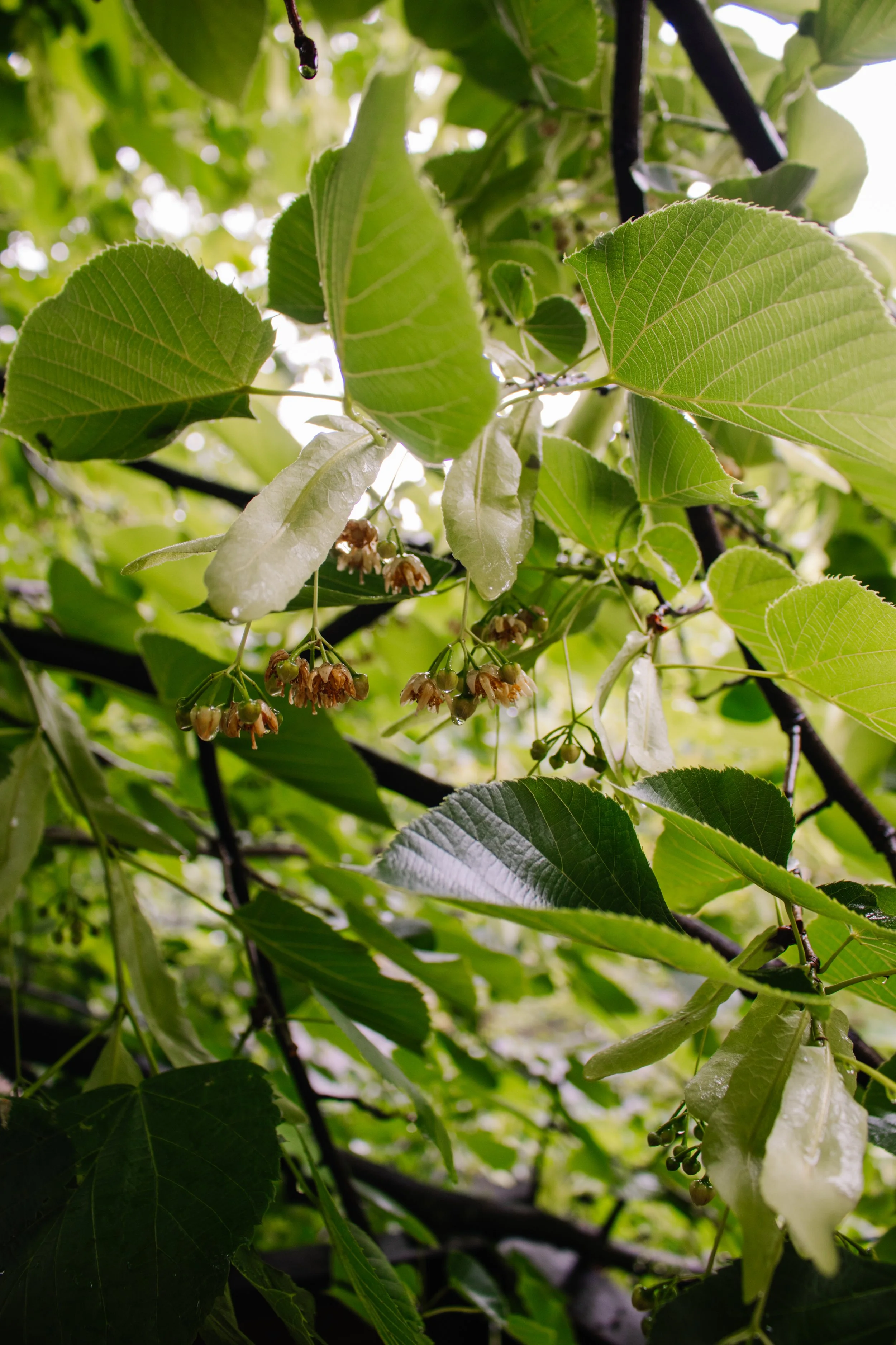 Kentucky Summer Nature_-35.jpg