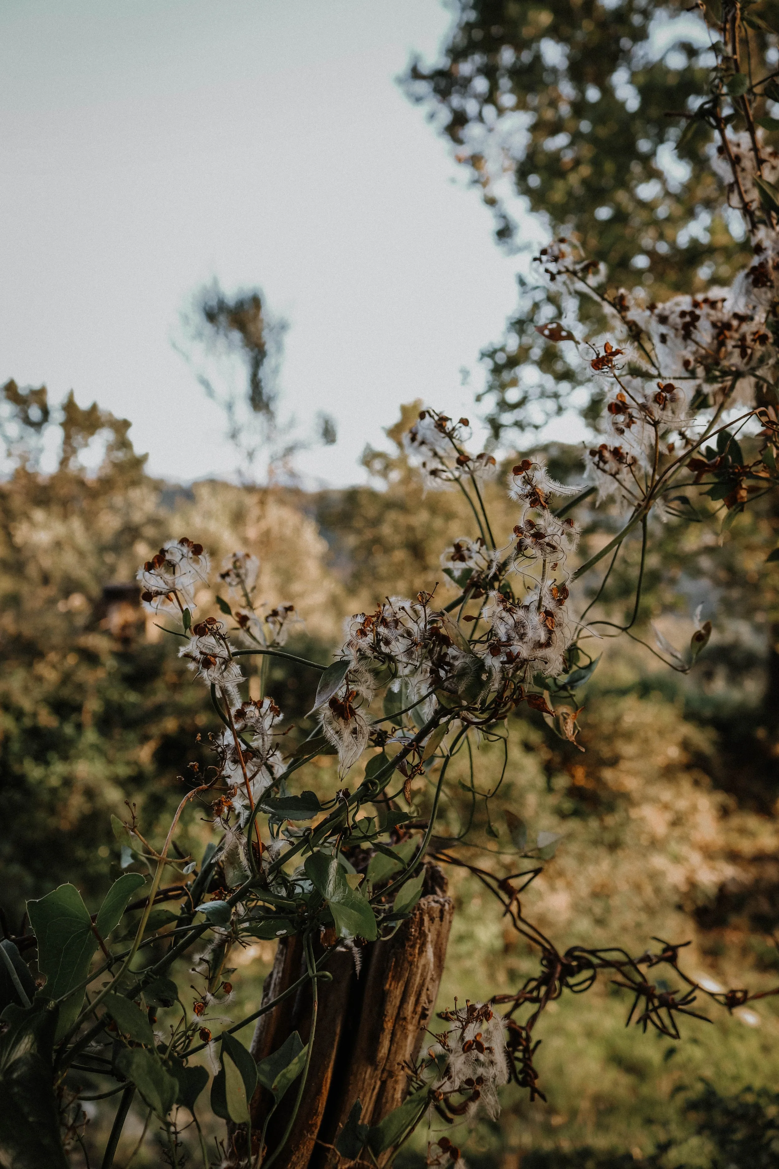 Tortorella Nature Scenes Southern Italy Avery Ches-30.jpg