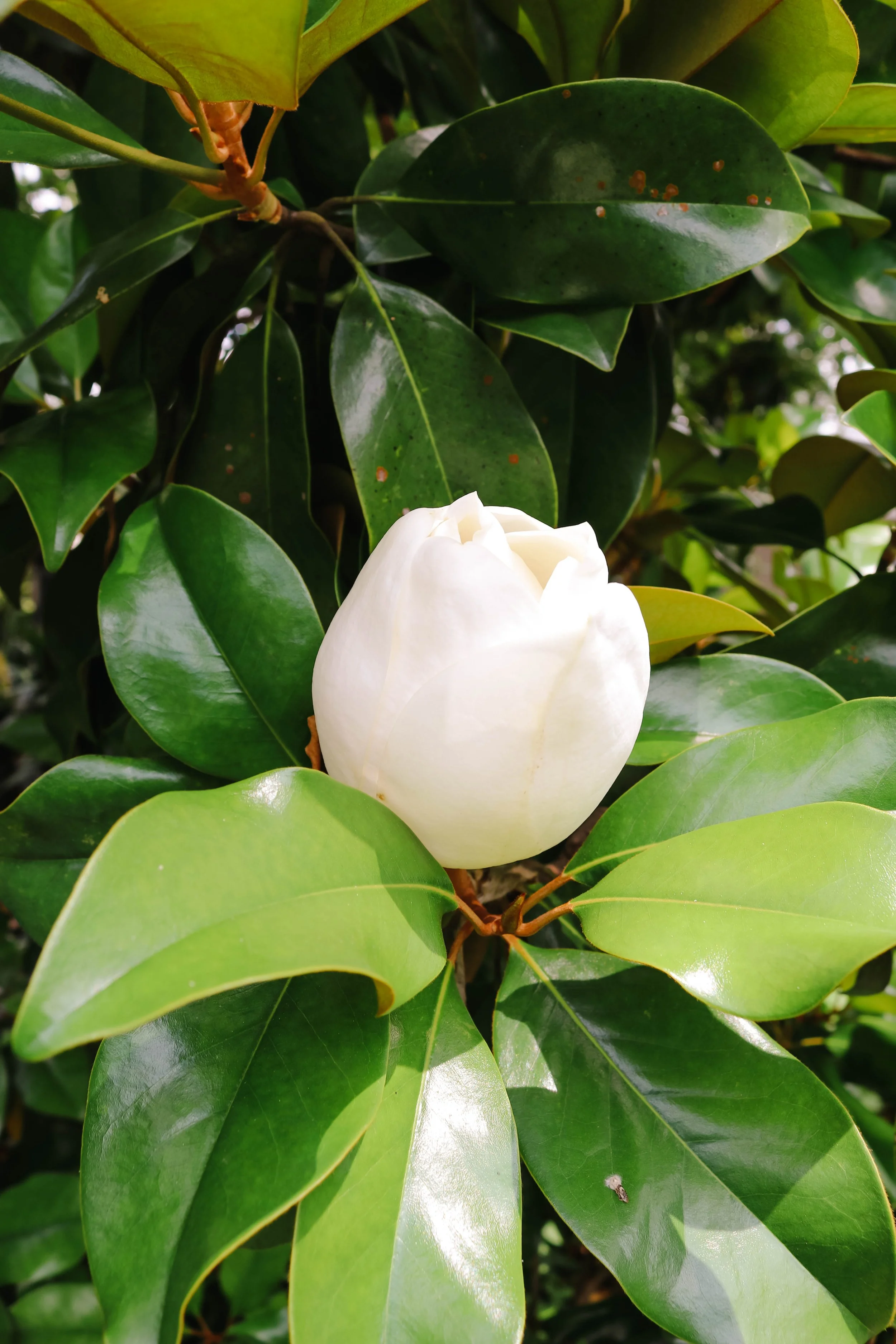 New Orleans Photos_Avery Ches_Personal Use Only (13).jpg