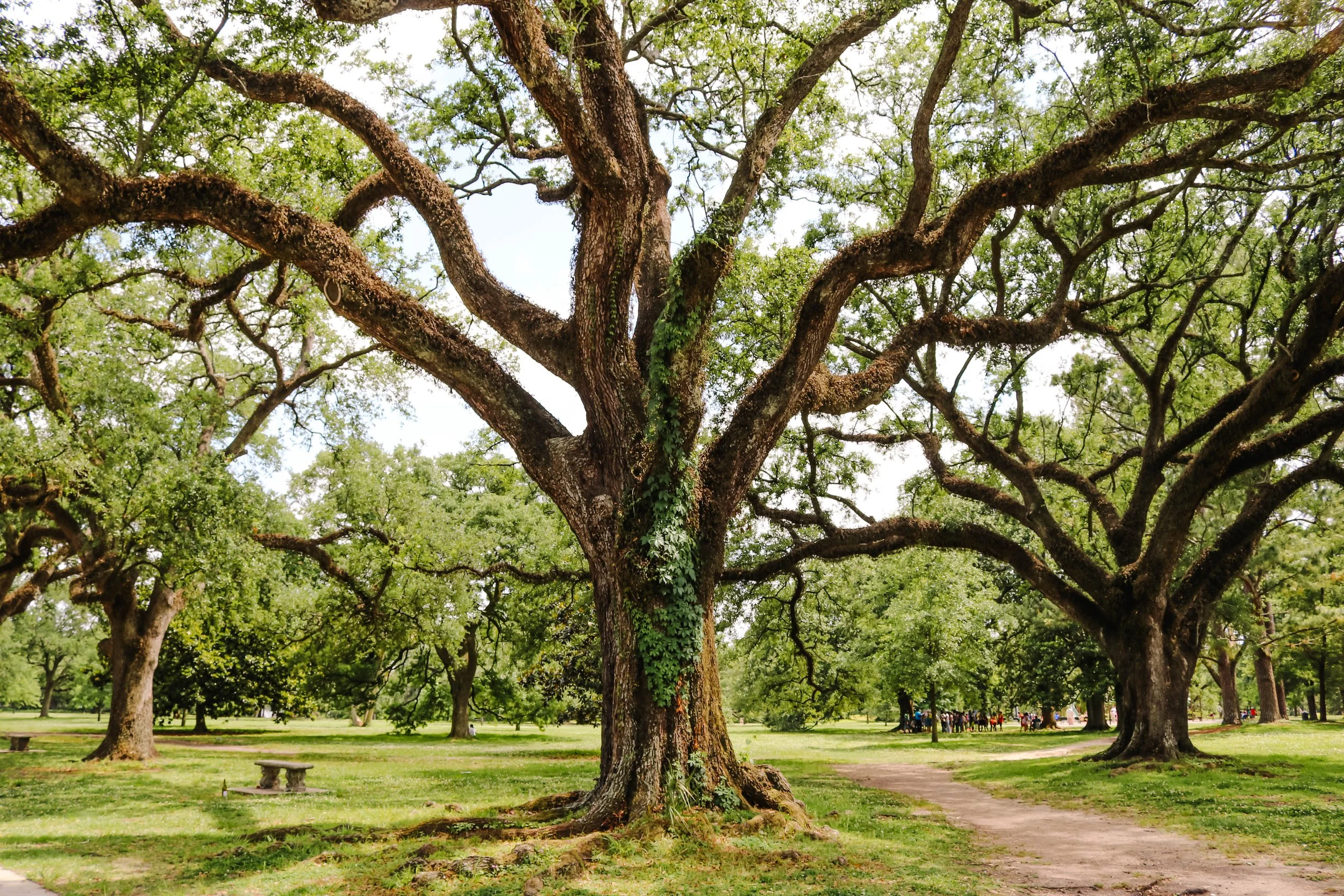 New Orleans Photos_Avery Ches_Personal Use Only (15).jpg