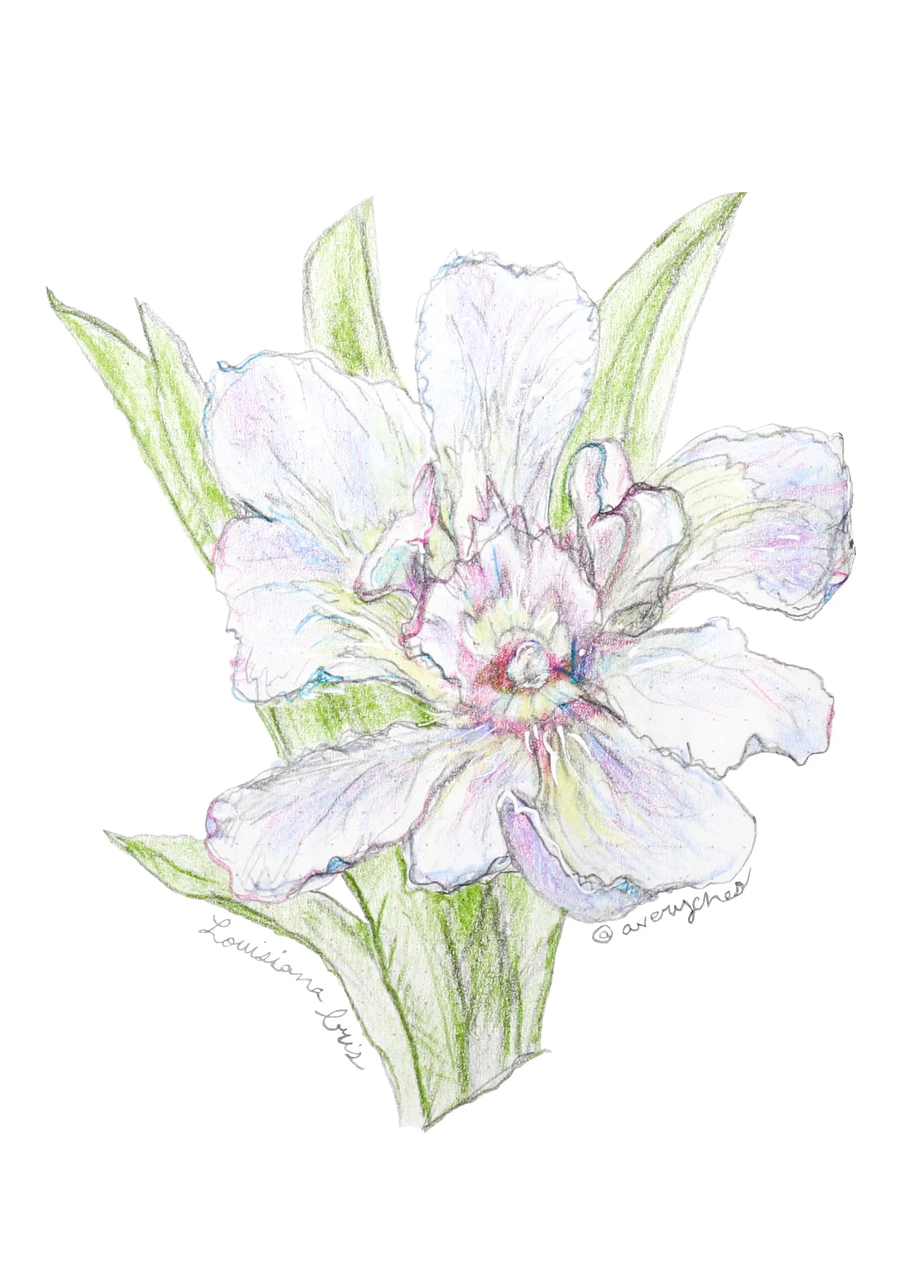 Louisiana Iris rendered in Purples and Green Colored Pencil: Southern Pastel Art