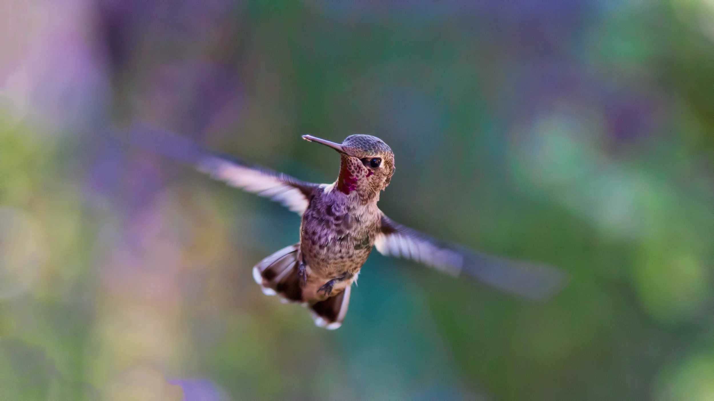 hummingbird.jpeg