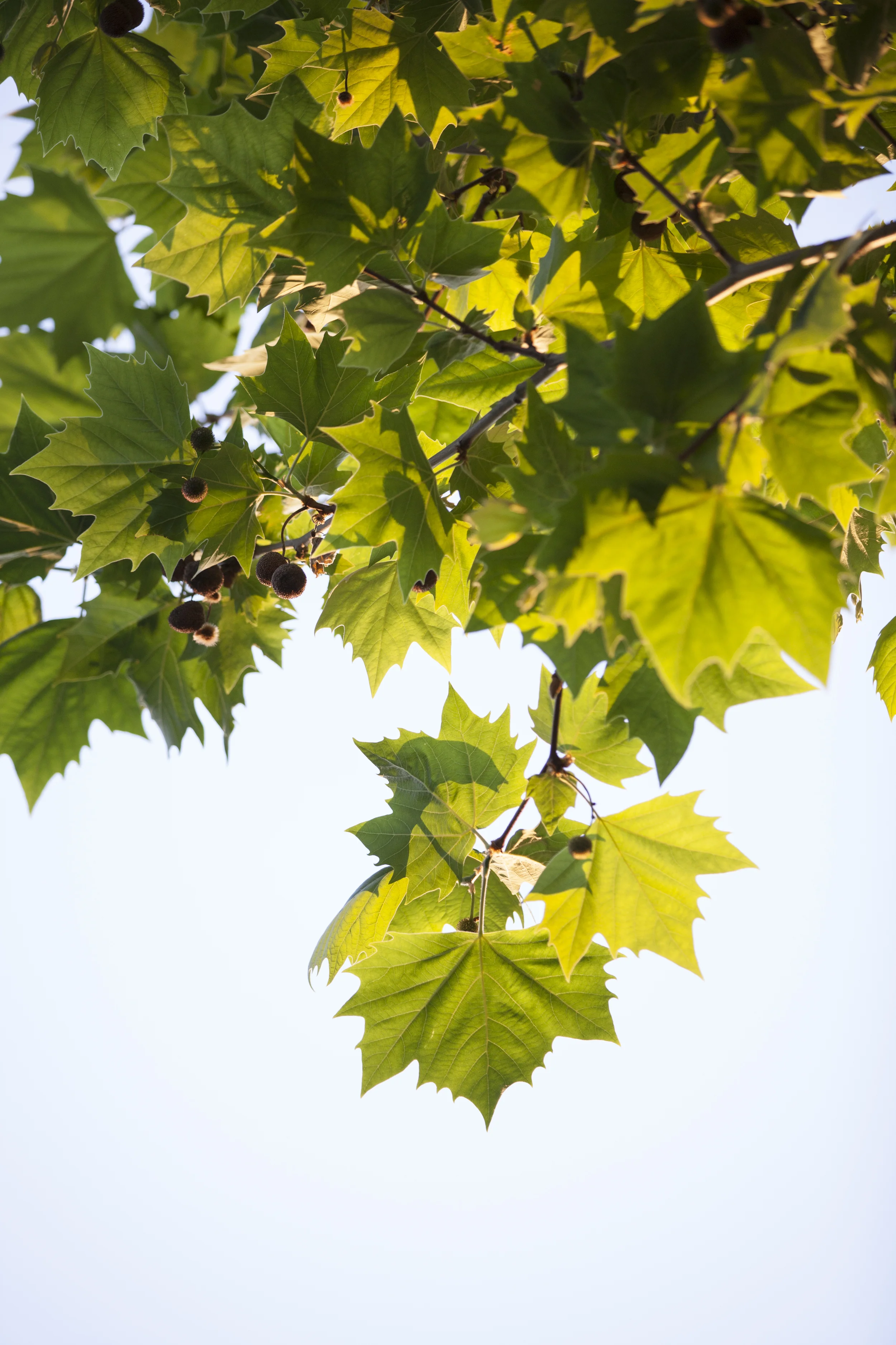 NATURE_8362.jpg