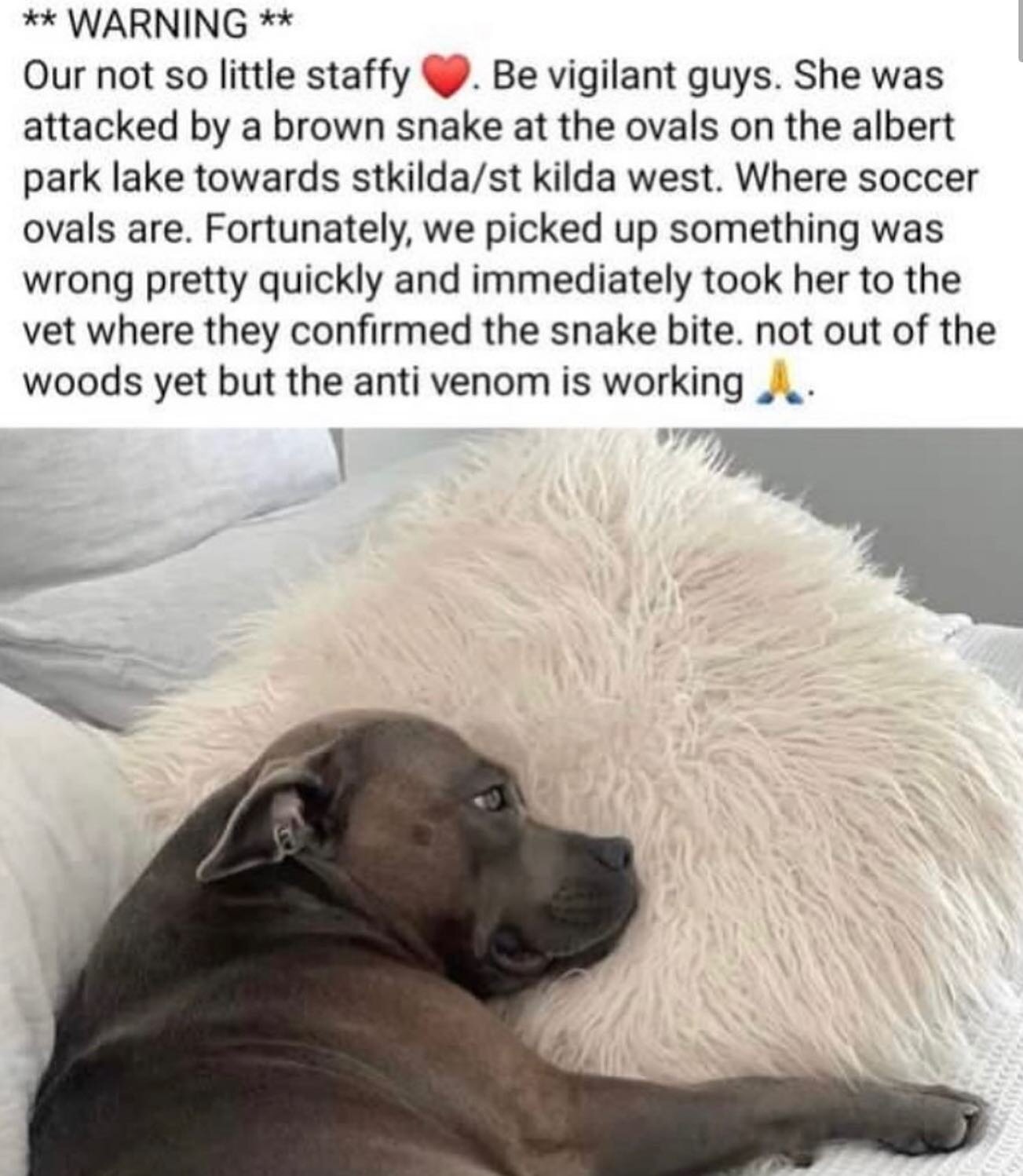 ⚠️ Dog bitten by a brown 🐍 at Albert Park Lake, lying in the grass near the astroturf in the off leash section (Canterbury Rd side of The Lake). Given our two weeks of summer looks to be over, hopefully that means they&rsquo;ll slither away and hide