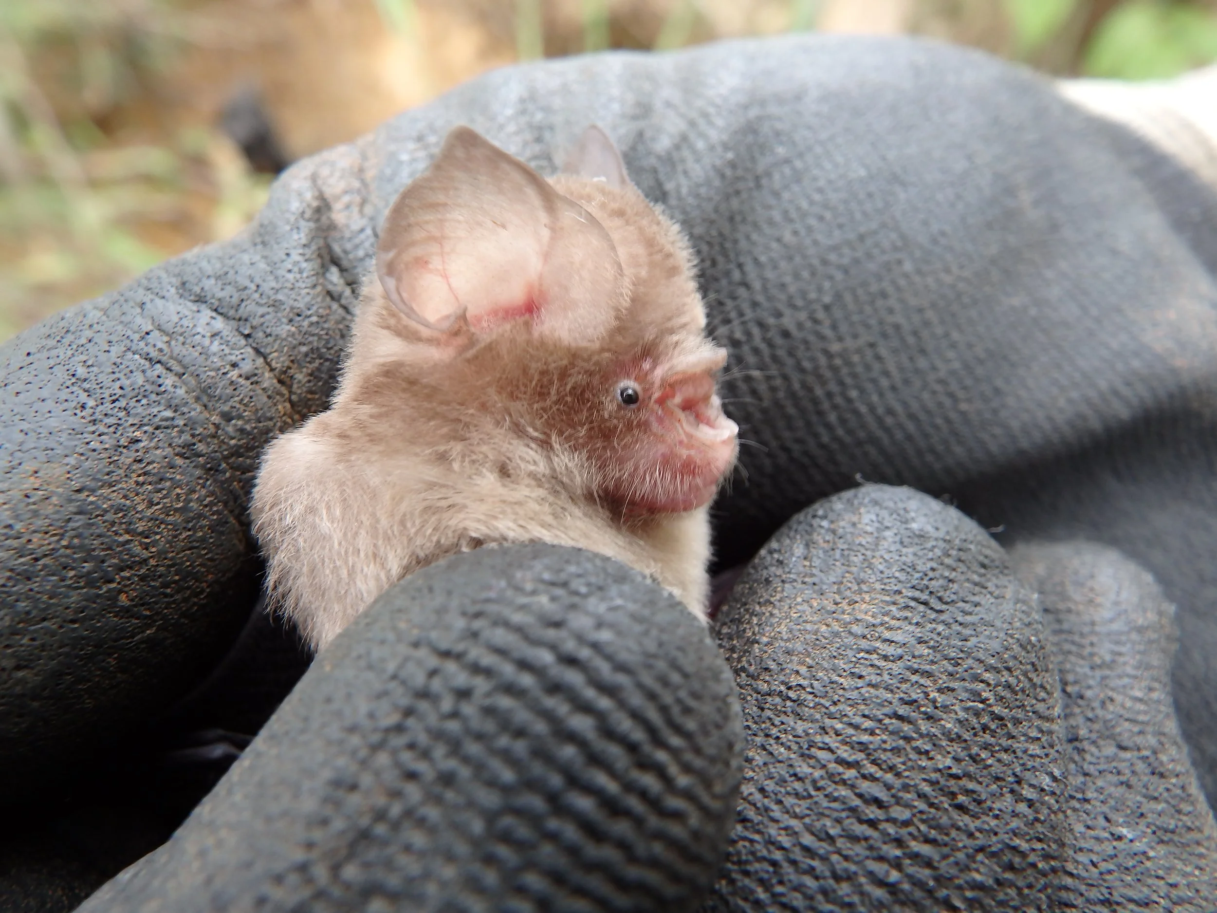 Fawn Leaf-nosed Bat, Hiipposideros cervinus, Photo Diverse Ecology