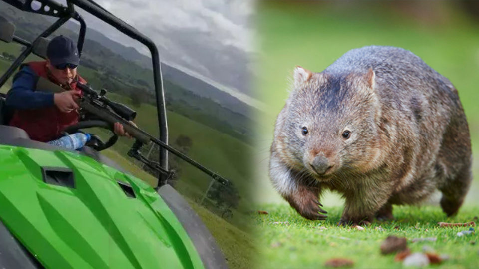 save wombat wild wombat save wombat wild wombat