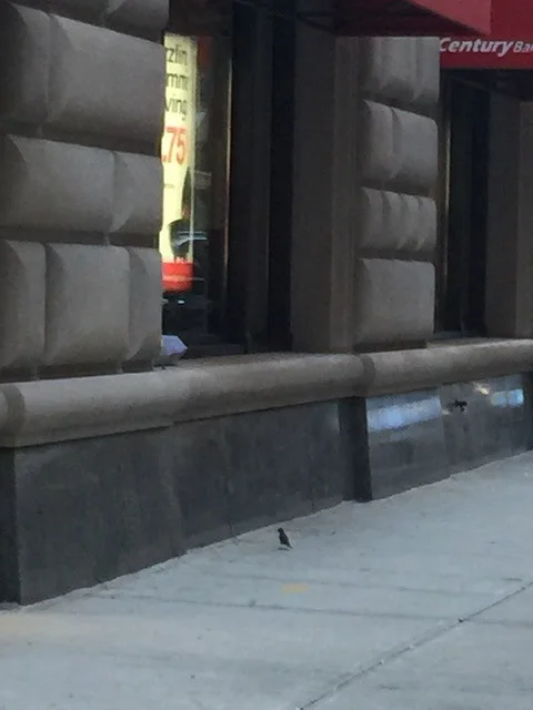 rio-fledging.jpg