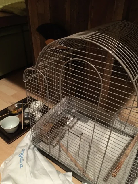 rio-in-cage.jpg