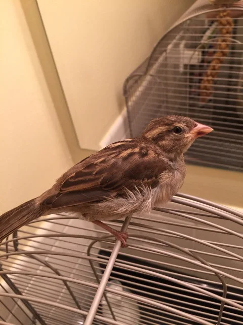 rio-grown-bird.jpg