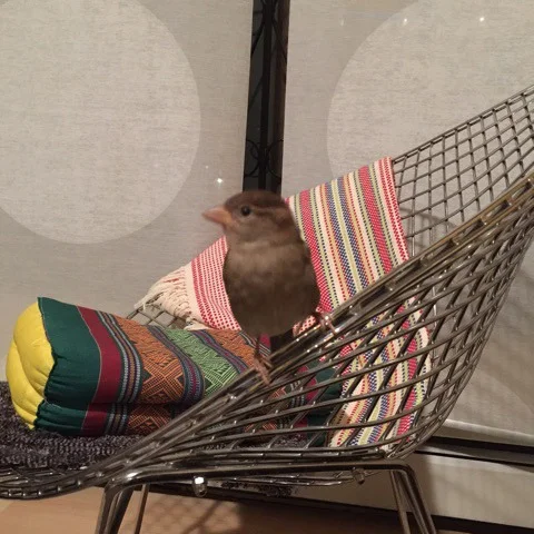 rio-on-bertoia-chair.jpg
