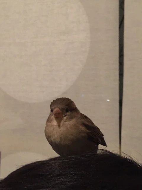 sparrow-on-head.jpg