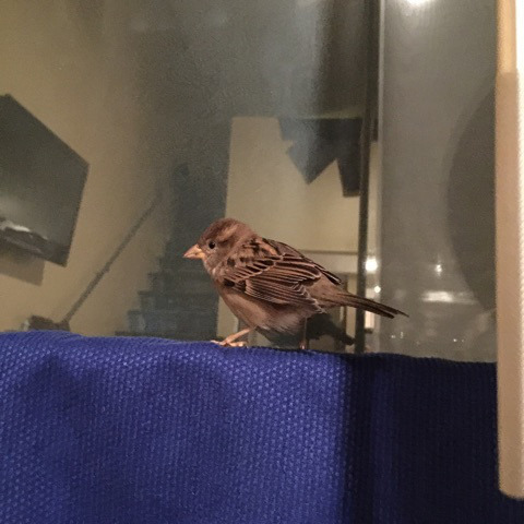 sparrow-poop.jpg