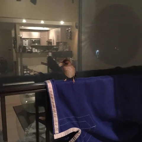 bird-on-bjj-gi.jpg