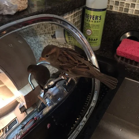 sparrow-kitchen.jpg