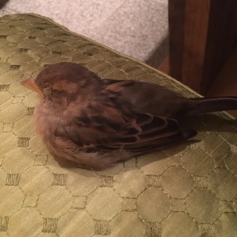 sleeping-bird.jpg