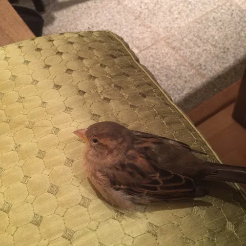 sleepy-bird.jpg