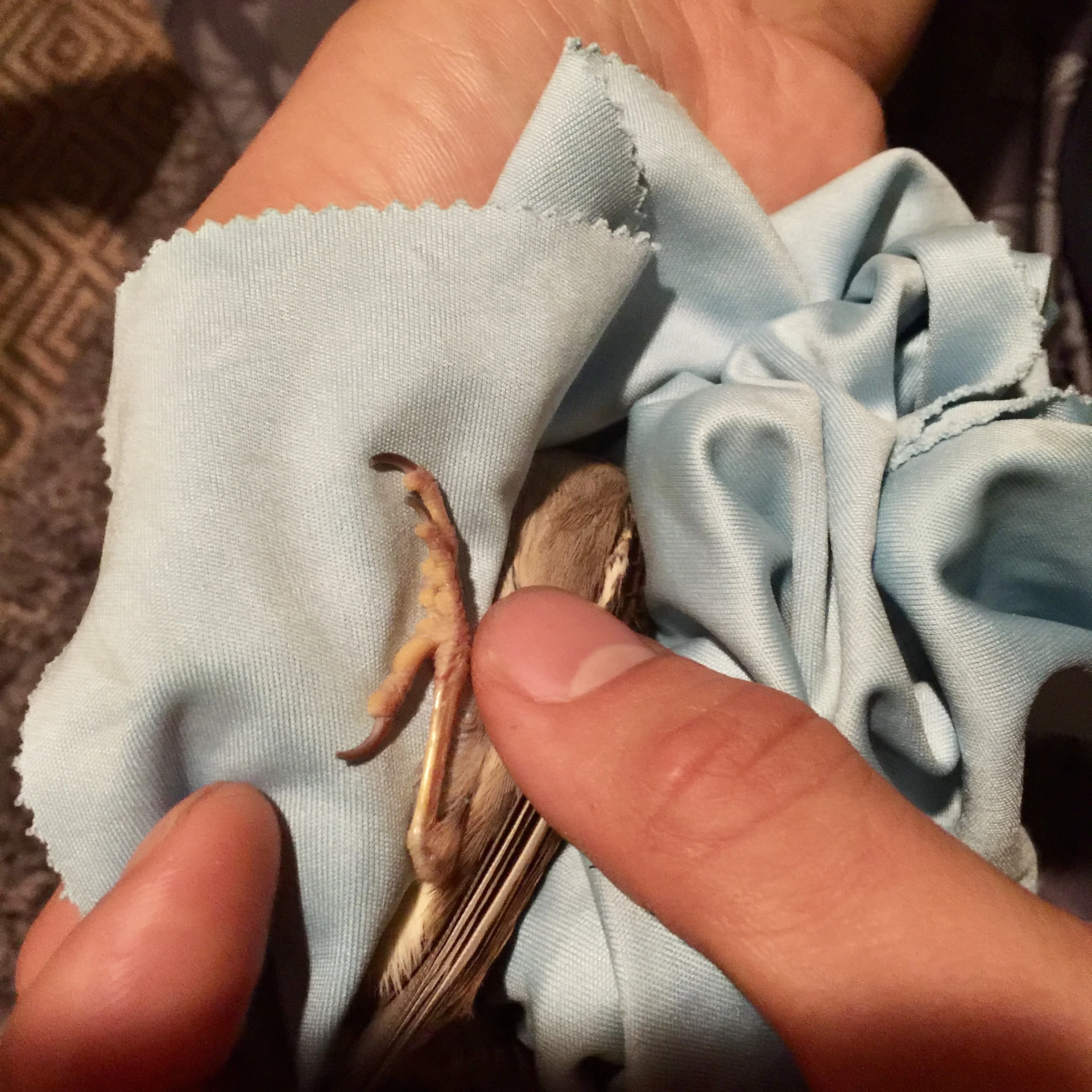 cut-sparrow-nails.jpg