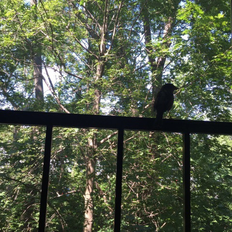 bird-by-window.jpg