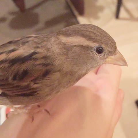 rio-on-hand.jpg