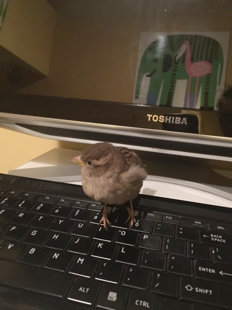 bird-type-keyboard.jpg