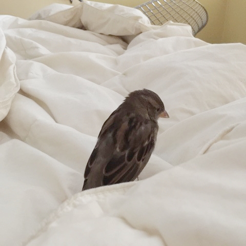sparrow-wakes-me-up.jpg