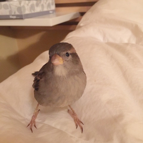 bird-in-bed.jpg