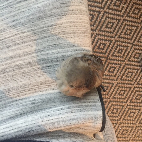 sparrow-sleep-on-my-thigh.jpg