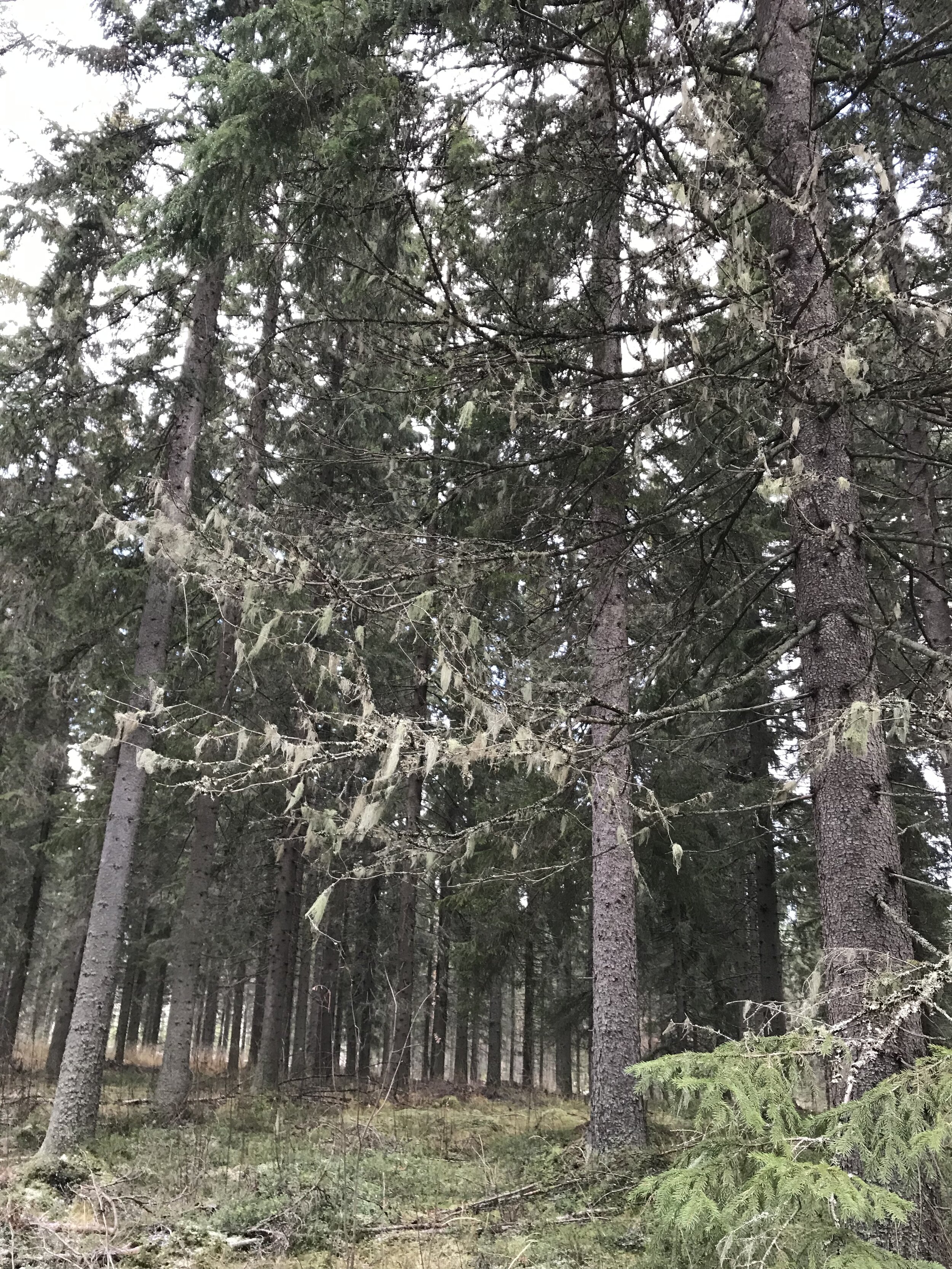 Lapland trees