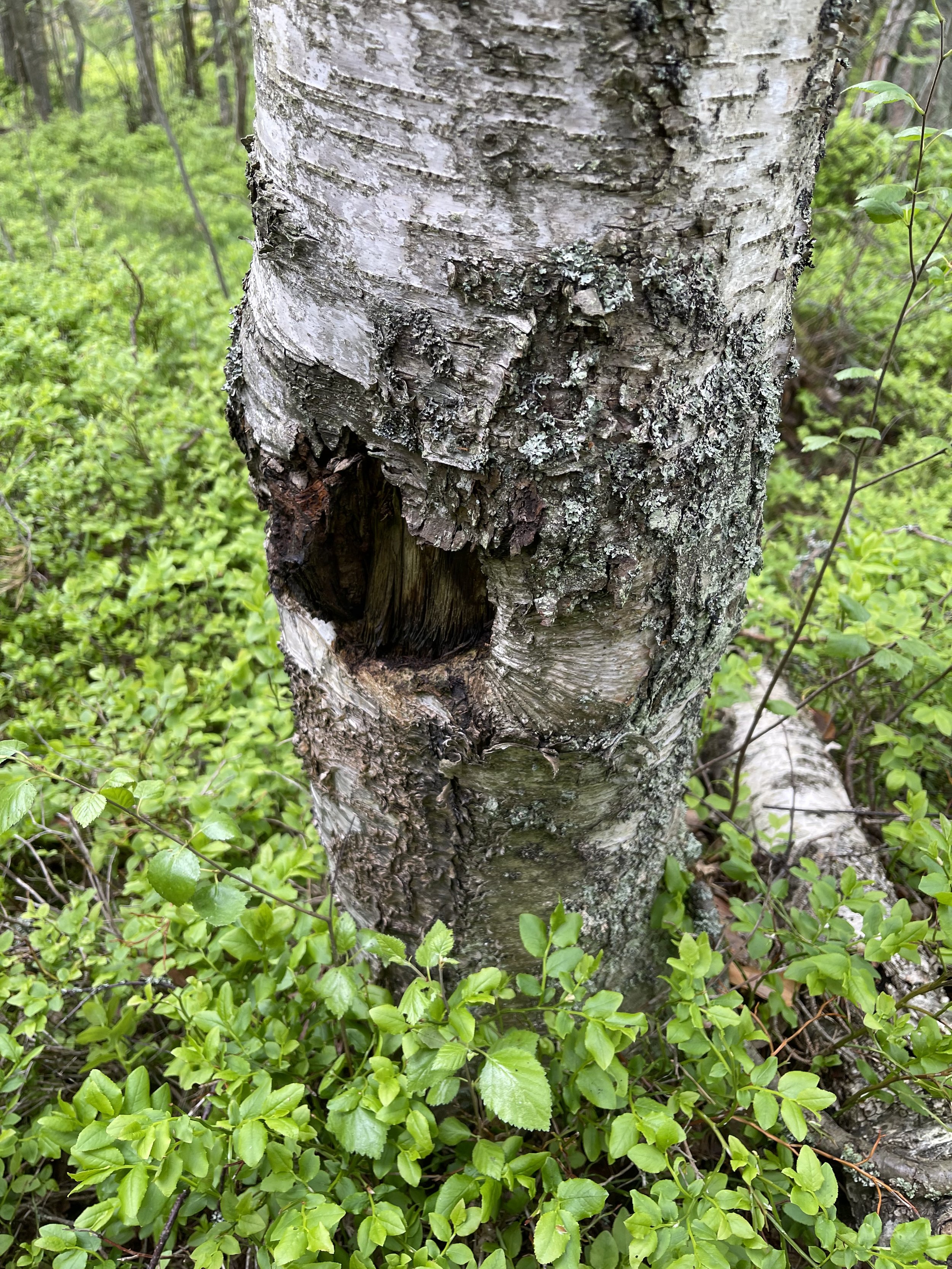 Wild charga mushroom