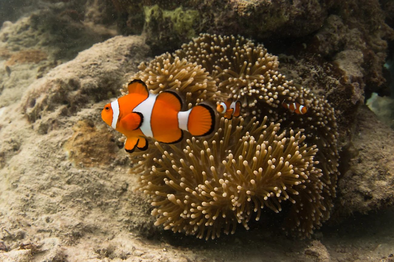 1506_Togat_Nusa_5984.jpg