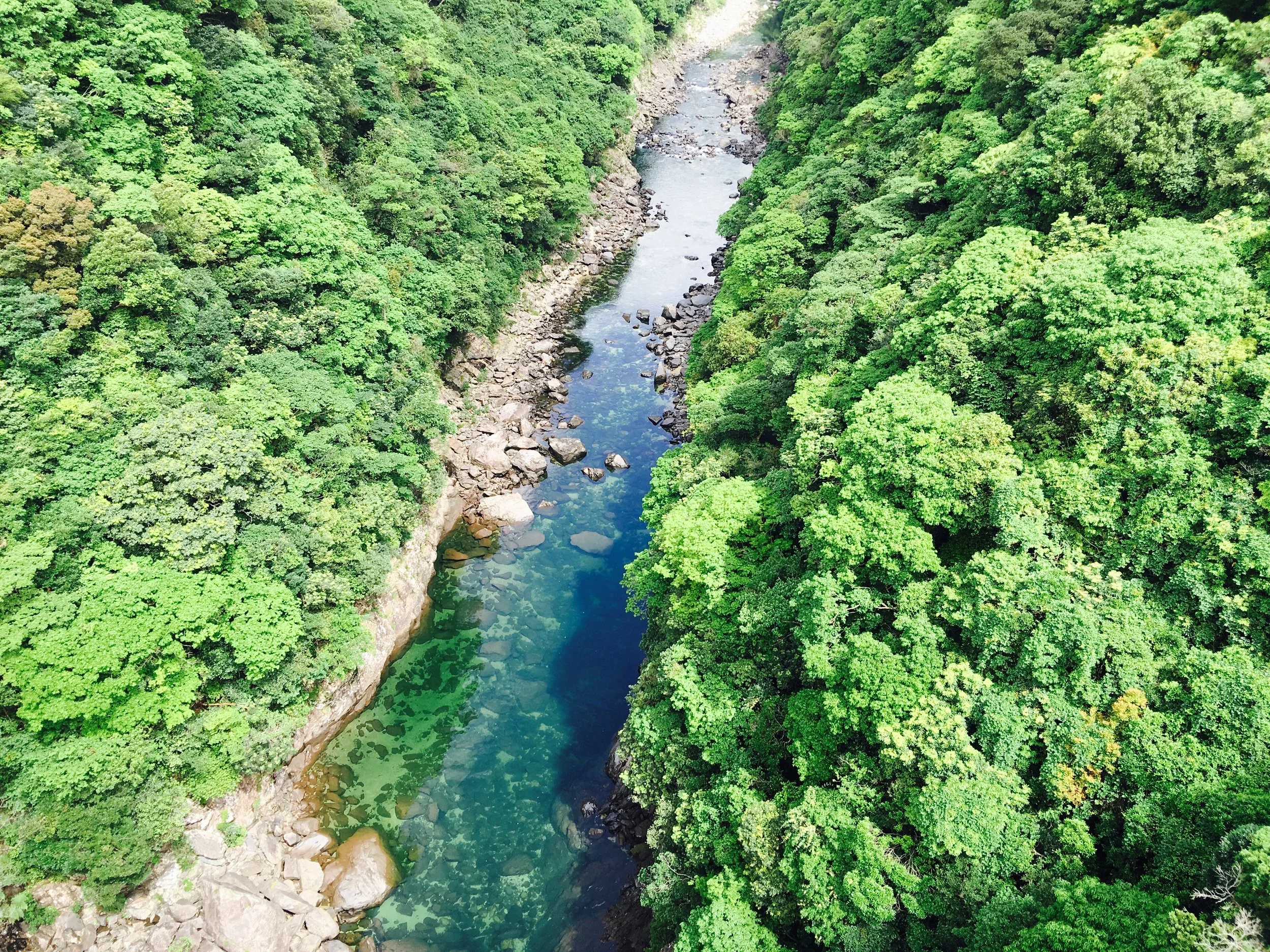 Yakushima. Credit: Angie Davis