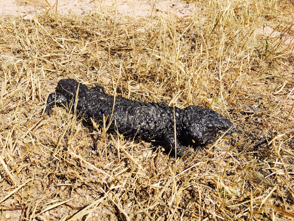 Our campsite friend - kept trying to steal the kids' breakkie.