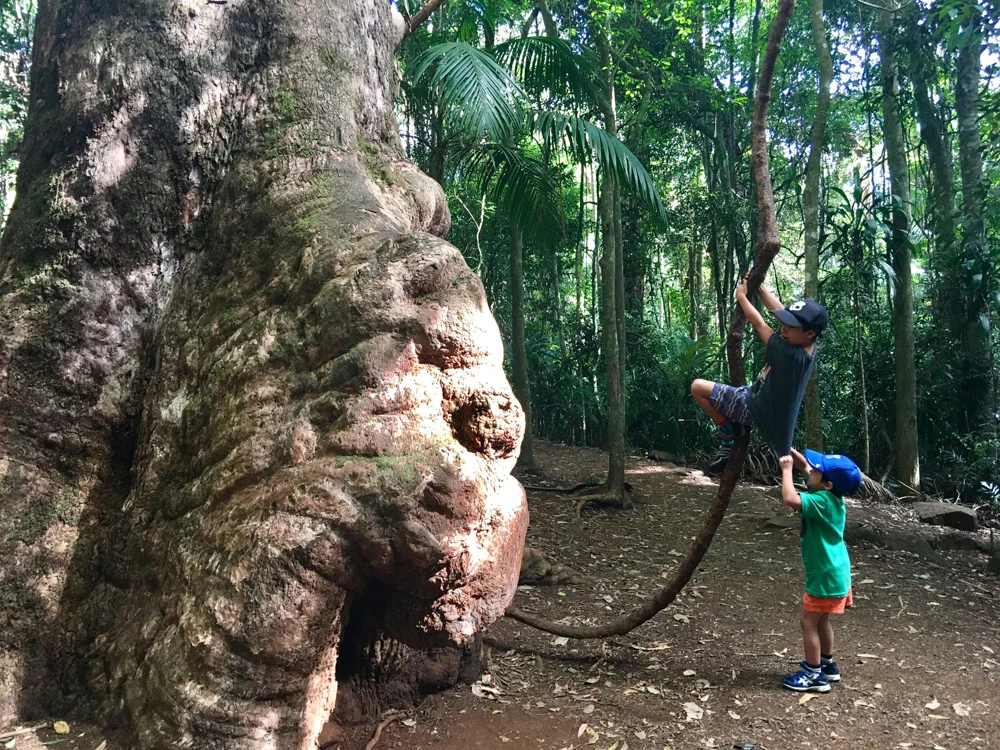 Rooted.