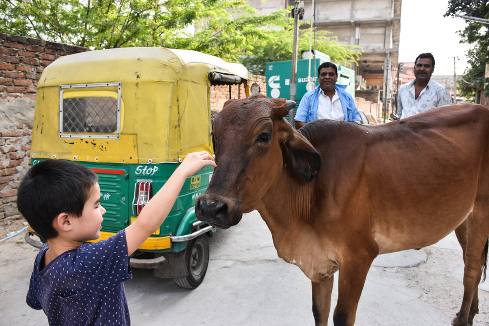 animals jaipur cow sacred