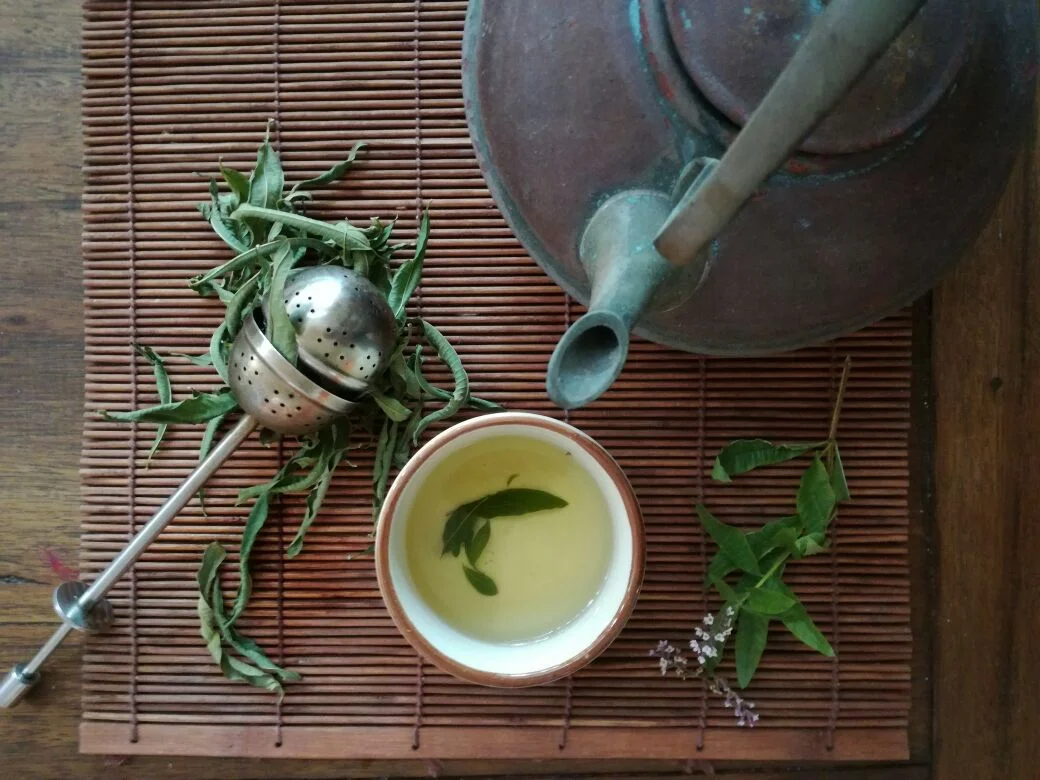 Freshly brewed lemon verbena infusion